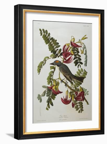 Gray Tyrant. Gray Kingbird-John James Audubon-Framed Giclee Print