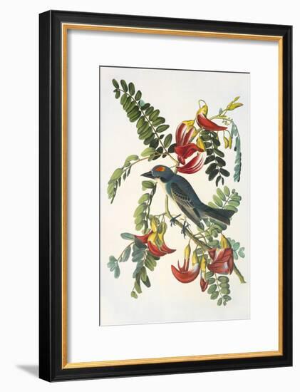 Gray Tyrant-John James Audubon-Framed Art Print
