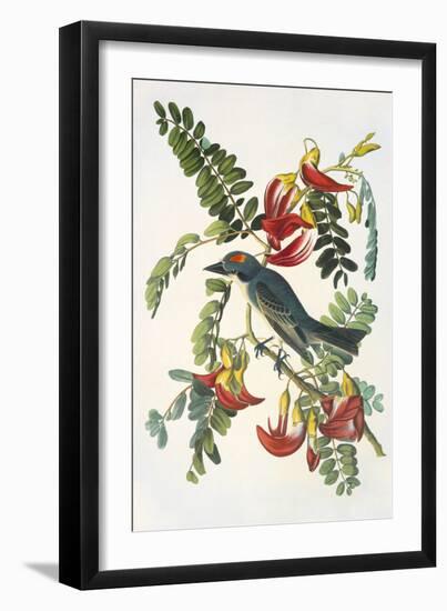 Gray Tyrant-John James Audubon-Framed Art Print