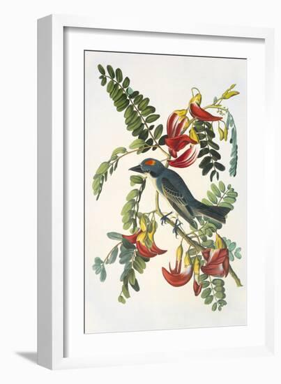 Gray Tyrant-John James Audubon-Framed Art Print