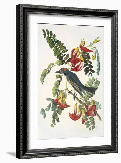 Gray Tyrant-John James Audubon-Framed Art Print