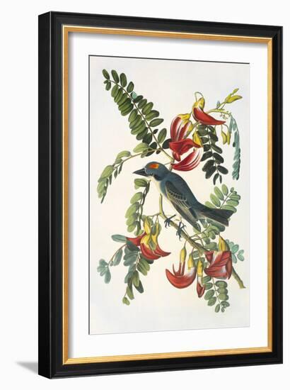 Gray Tyrant-John James Audubon-Framed Art Print