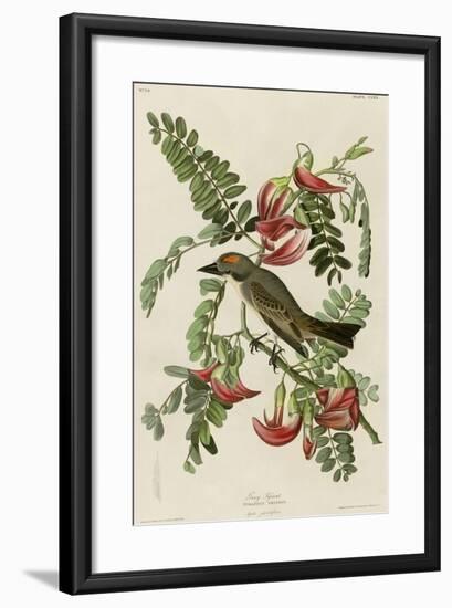 Gray Tyrant-null-Framed Giclee Print