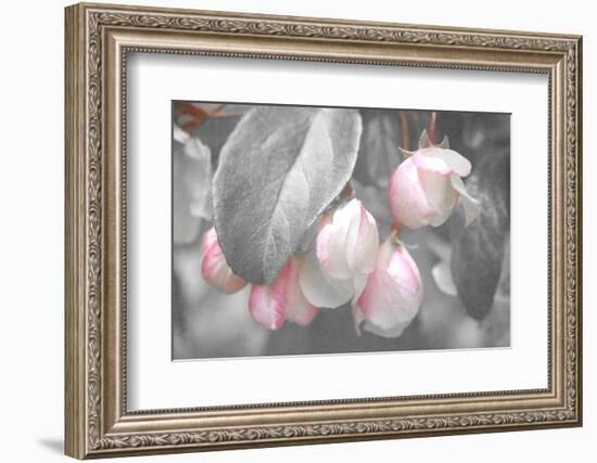 Gray Velvet I-Judy Stalus-Framed Photographic Print