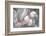 Gray Velvet I-Judy Stalus-Framed Photographic Print