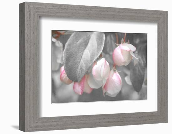 Gray Velvet I-Judy Stalus-Framed Photographic Print