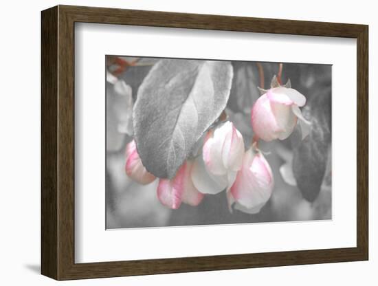 Gray Velvet I-Judy Stalus-Framed Photographic Print