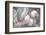 Gray Velvet I-Judy Stalus-Framed Photographic Print