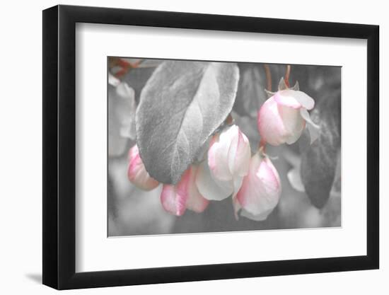 Gray Velvet I-Judy Stalus-Framed Photographic Print