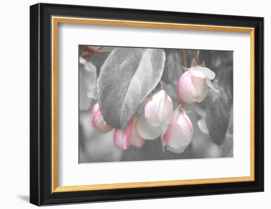 Gray Velvet I-Judy Stalus-Framed Photographic Print