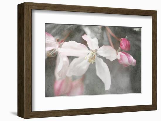 Gray Velvet II-Judy Stalus-Framed Photographic Print