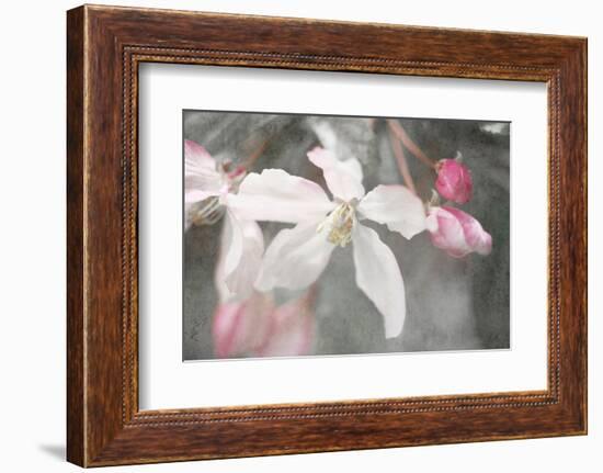 Gray Velvet II-Judy Stalus-Framed Photographic Print