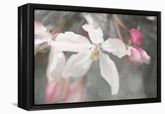 Gray Velvet II-Judy Stalus-Framed Premier Image Canvas