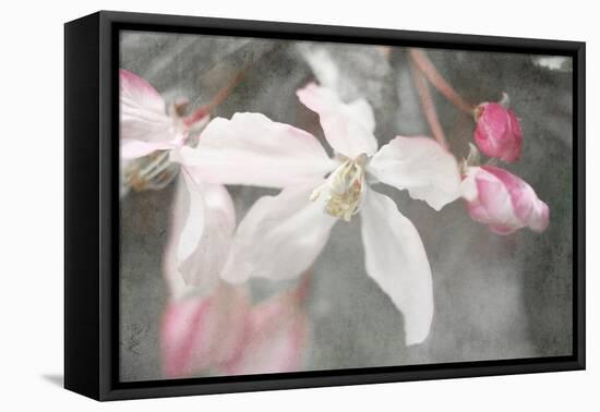 Gray Velvet II-Judy Stalus-Framed Premier Image Canvas