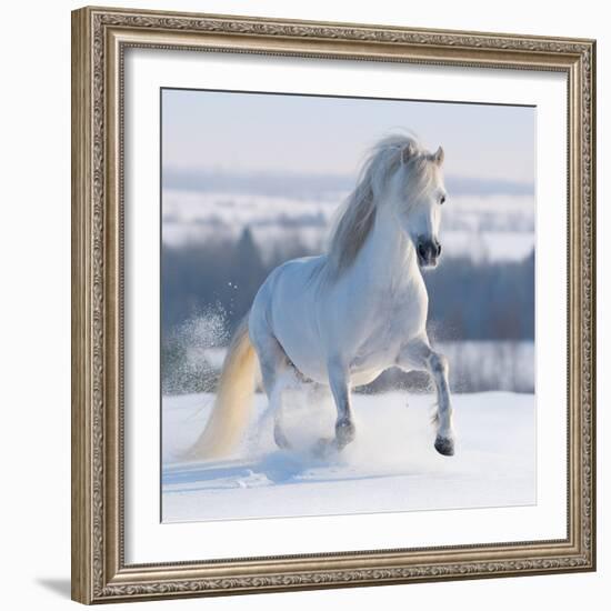Gray Welsh Pony Galloping on Snow Hill-Abramova Kseniya-Framed Photographic Print
