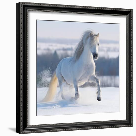 Gray Welsh Pony Galloping on Snow Hill-Abramova Kseniya-Framed Photographic Print