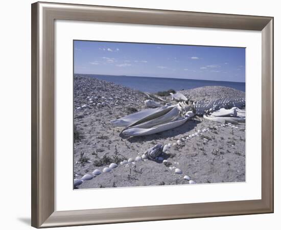 Gray Whale Bones and Shell-Covered Beach, Baja, San Ignacio Bay, Mexico-Cindy Miller Hopkins-Framed Photographic Print