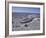 Gray Whale Bones and Shell-Covered Beach, Baja, San Ignacio Bay, Mexico-Cindy Miller Hopkins-Framed Photographic Print