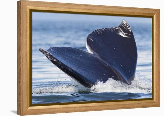 Gray Whale Diving, Hood Canal, Washington State-Ken Archer-Framed Premier Image Canvas