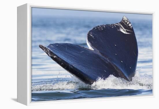 Gray Whale Diving, Hood Canal, Washington State-Ken Archer-Framed Premier Image Canvas