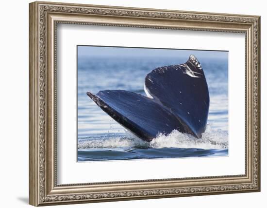 Gray Whale Diving, Hood Canal, Washington State-Ken Archer-Framed Photographic Print