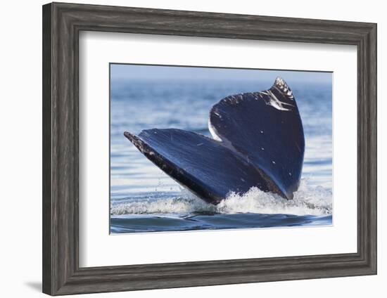 Gray Whale Diving, Hood Canal, Washington State-Ken Archer-Framed Photographic Print