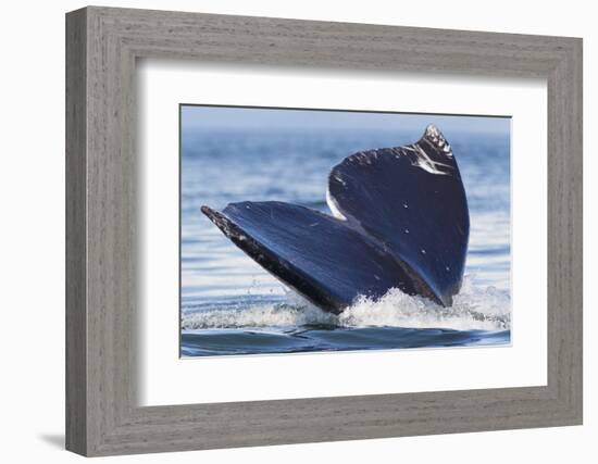 Gray Whale Diving, Hood Canal, Washington State-Ken Archer-Framed Photographic Print