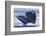 Gray Whale Diving, Hood Canal, Washington State-Ken Archer-Framed Photographic Print