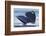 Gray Whale Diving, Hood Canal, Washington State-Ken Archer-Framed Photographic Print