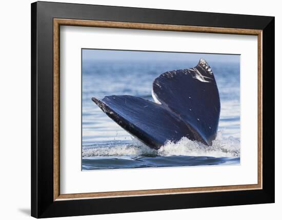 Gray Whale Diving, Hood Canal, Washington State-Ken Archer-Framed Photographic Print