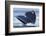 Gray Whale Diving, Hood Canal, Washington State-Ken Archer-Framed Photographic Print