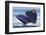 Gray Whale Diving, Hood Canal, Washington State-Ken Archer-Framed Photographic Print