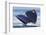 Gray Whale Diving, Hood Canal, Washington State-Ken Archer-Framed Photographic Print