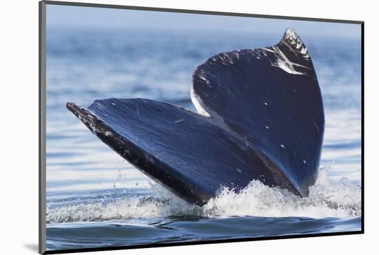 Gray Whale Diving, Hood Canal, Washington State-Ken Archer-Mounted Photographic Print