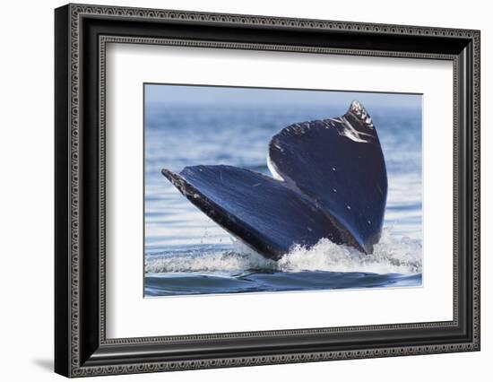 Gray Whale Diving, Hood Canal, Washington State-Ken Archer-Framed Photographic Print