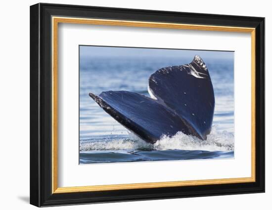 Gray Whale Diving, Hood Canal, Washington State-Ken Archer-Framed Photographic Print