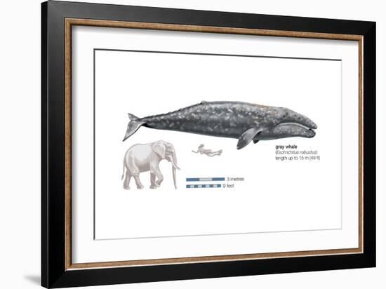 Gray Whale (Eschrichtius Robustus), Mammals-Encyclopaedia Britannica-Framed Art Print