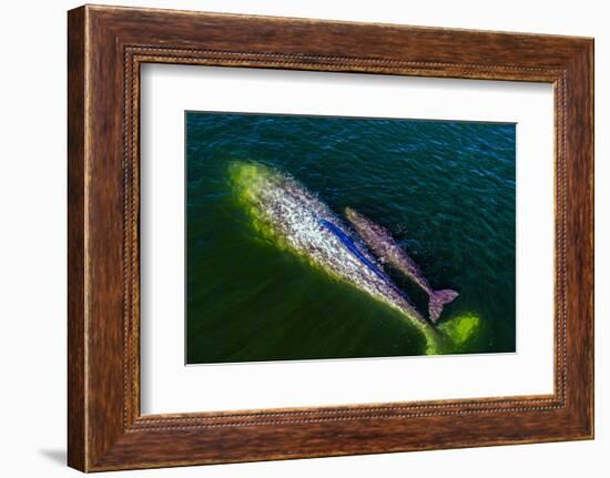 Gray whale mother and calf, Magdalena Bay, Mexico-Doc White-Framed Photographic Print