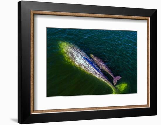 Gray whale mother and calf, Magdalena Bay, Mexico-Doc White-Framed Photographic Print