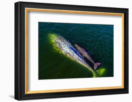 Gray whale mother and calf, Magdalena Bay, Mexico-Doc White-Framed Photographic Print