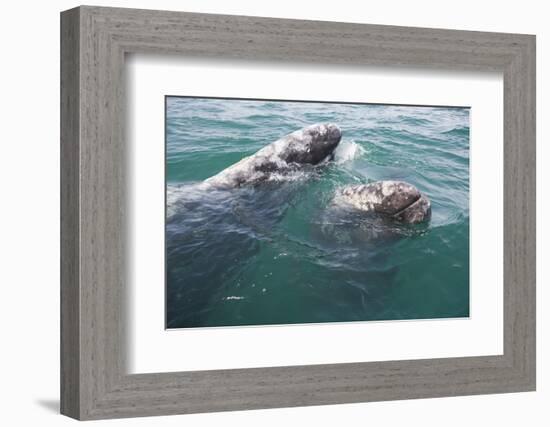 Gray Whale-DLILLC-Framed Photographic Print