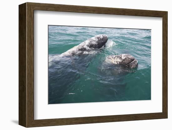 Gray Whale-DLILLC-Framed Photographic Print