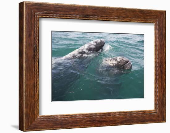 Gray Whale-DLILLC-Framed Photographic Print