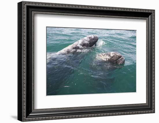 Gray Whale-DLILLC-Framed Photographic Print