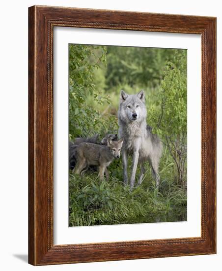 Gray Wolf Adult and Pups, in Captivity, Sandstone, Minnesota, USA-James Hager-Framed Photographic Print