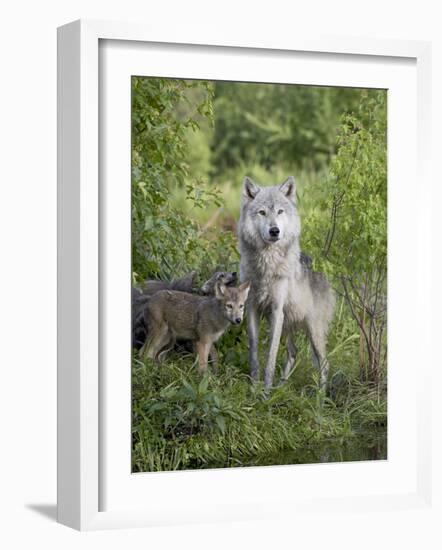 Gray Wolf Adult and Pups, in Captivity, Sandstone, Minnesota, USA-James Hager-Framed Photographic Print