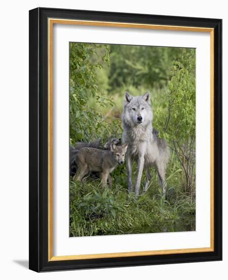 Gray Wolf Adult and Pups, in Captivity, Sandstone, Minnesota, USA-James Hager-Framed Photographic Print