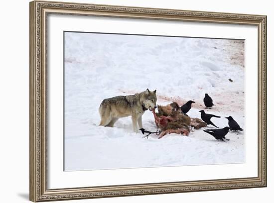 Gray Wolf (Canis Lupus) 870F of the Junction Butte Pack at an Elk Carcass in the Winter-James Hager-Framed Photographic Print