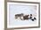 Gray Wolf (Canis Lupus) 870F of the Junction Butte Pack at an Elk Carcass in the Winter-James Hager-Framed Photographic Print