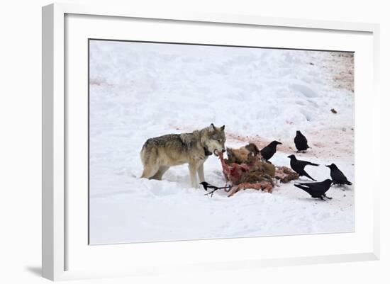 Gray Wolf (Canis Lupus) 870F of the Junction Butte Pack at an Elk Carcass in the Winter-James Hager-Framed Photographic Print